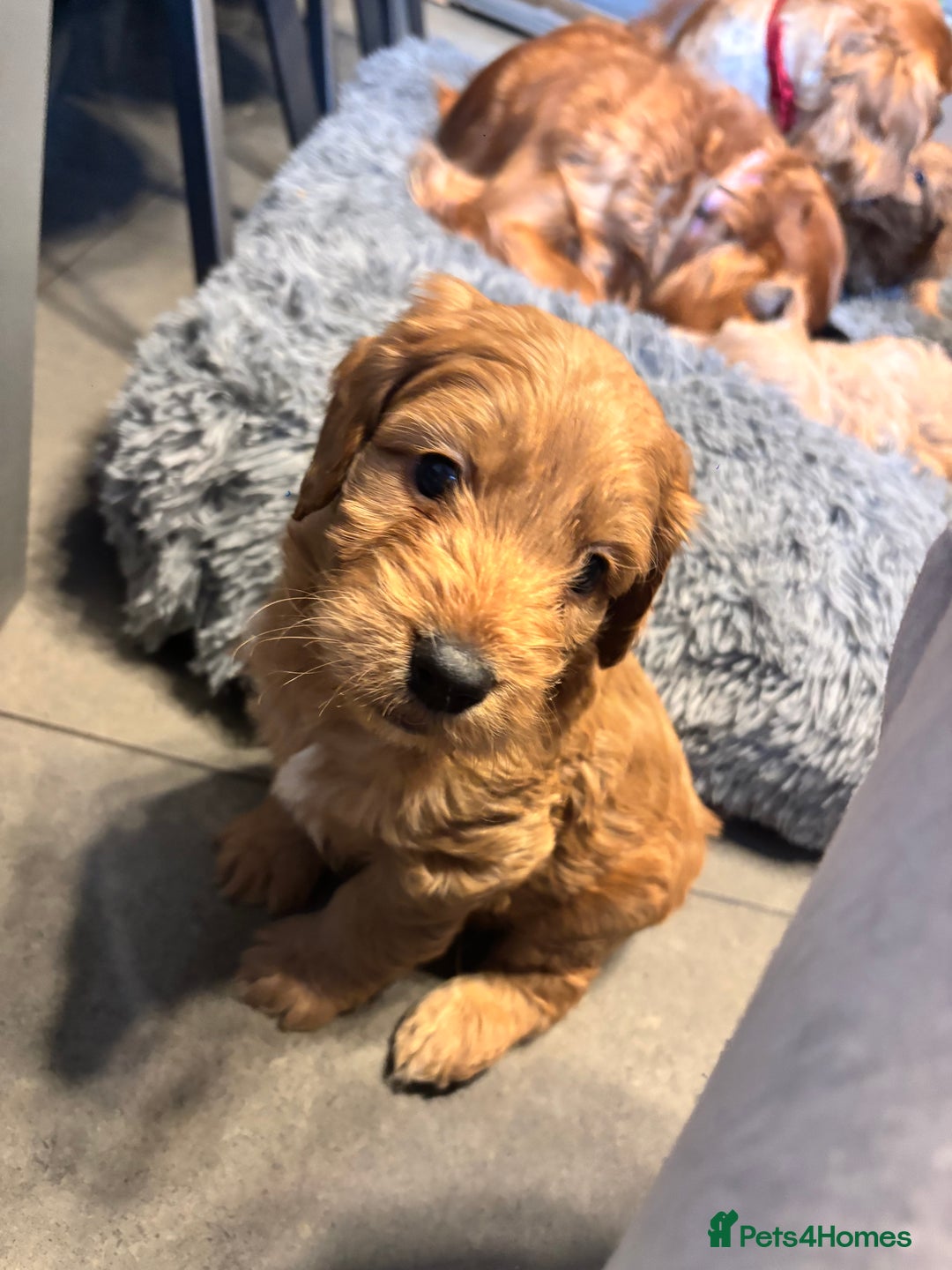 Cockapoo dogs for sale: F1 cockerpoo puppies  - Advert 12