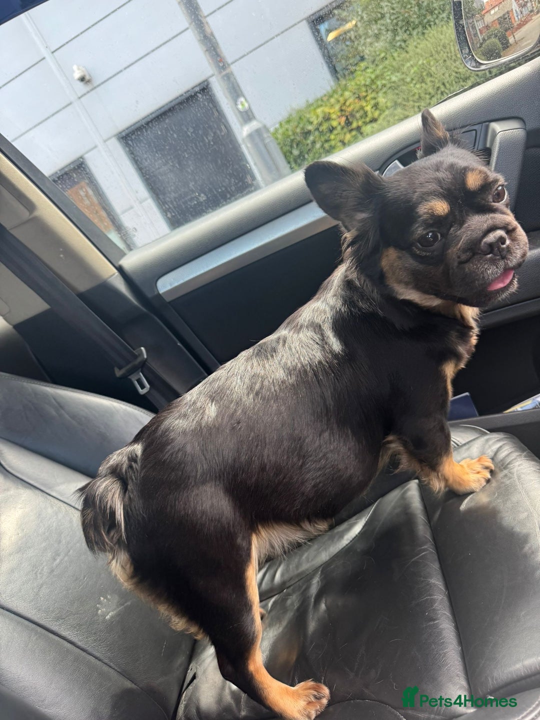 French Bulldog dogs for sale: Fluffy French Bulldog - Advert 2