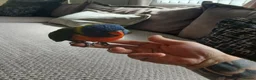 Lorikeets birds for sale: Beautiful hand tamed rainbow lorikeet for sale  in Armagh - Advert 3