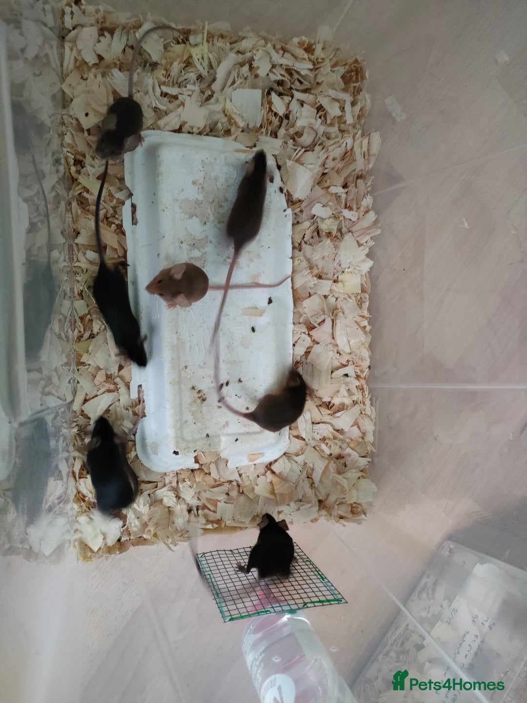 Mouse rodents for sale: Fancy mice - Advert 3