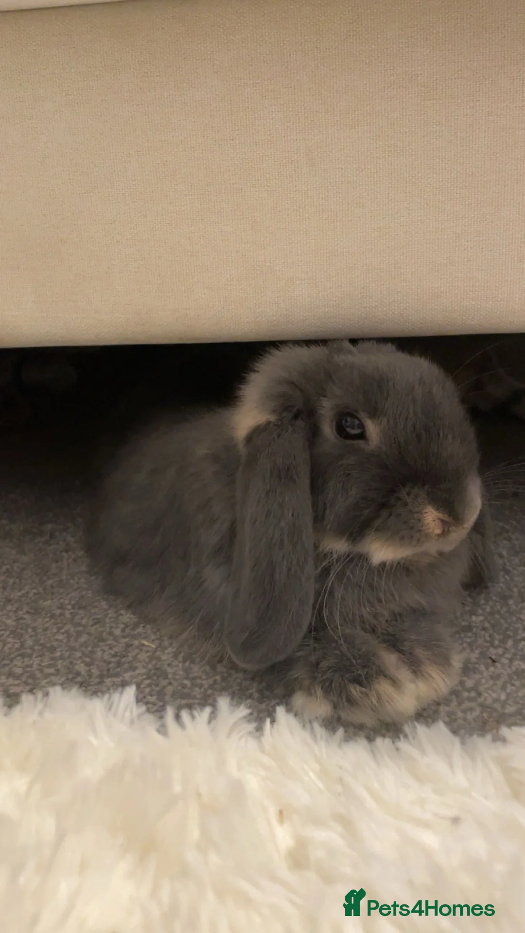 Mini Lop rabbits for sale: Blue otter mini lop  in Poole - Advert 2