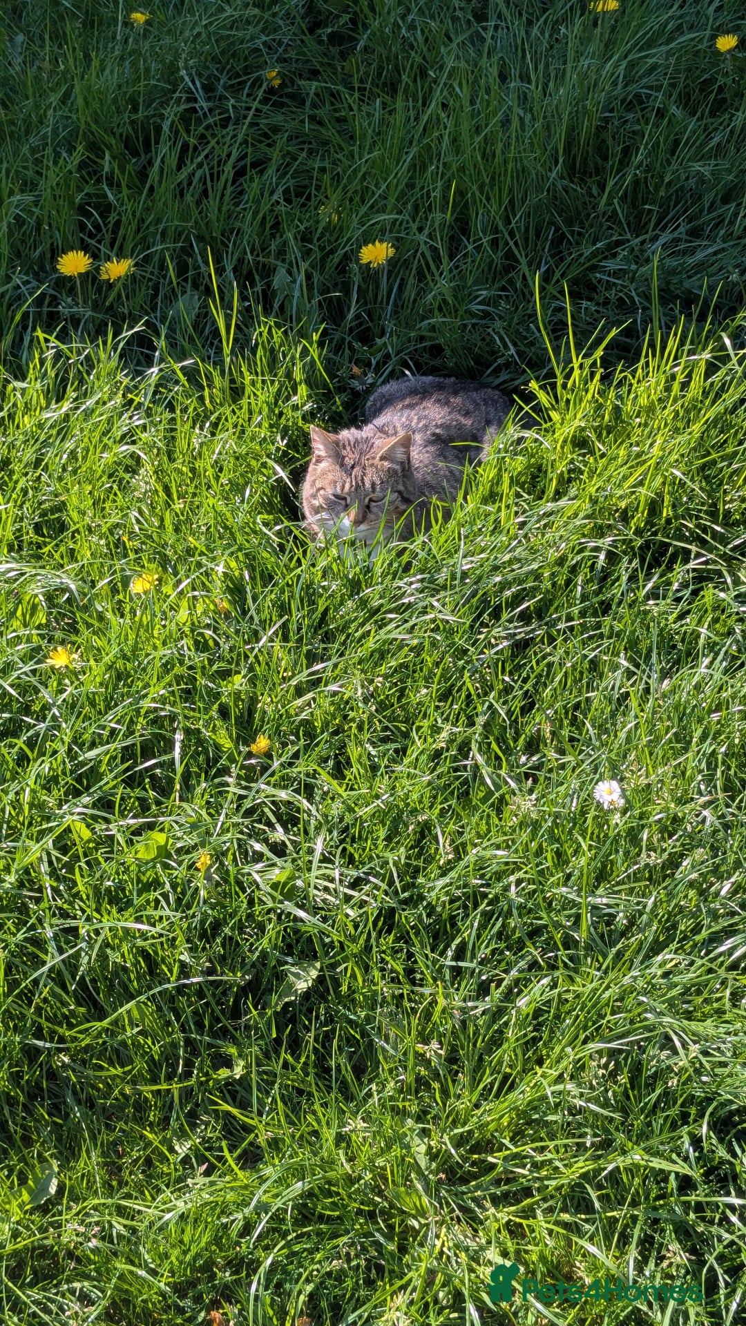 British Shorthair cats for sale: Willow is looking for a new home  - Image 3