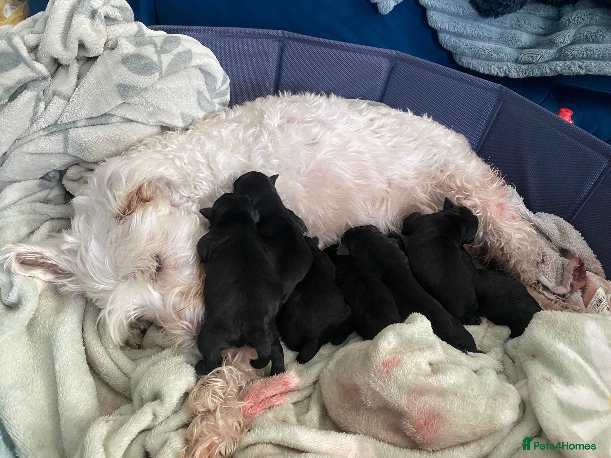 Miniature Schnauzer dogs Miniature schnauzer puppies  - Advert 6