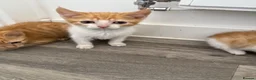 Domestic Shorthair cats for sale: Ginger kittens  - Advert 4