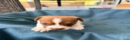 Jack Russell dogs for sale: Beautiful Jack Russell pups, petite, smooth coat.  - Advert 36