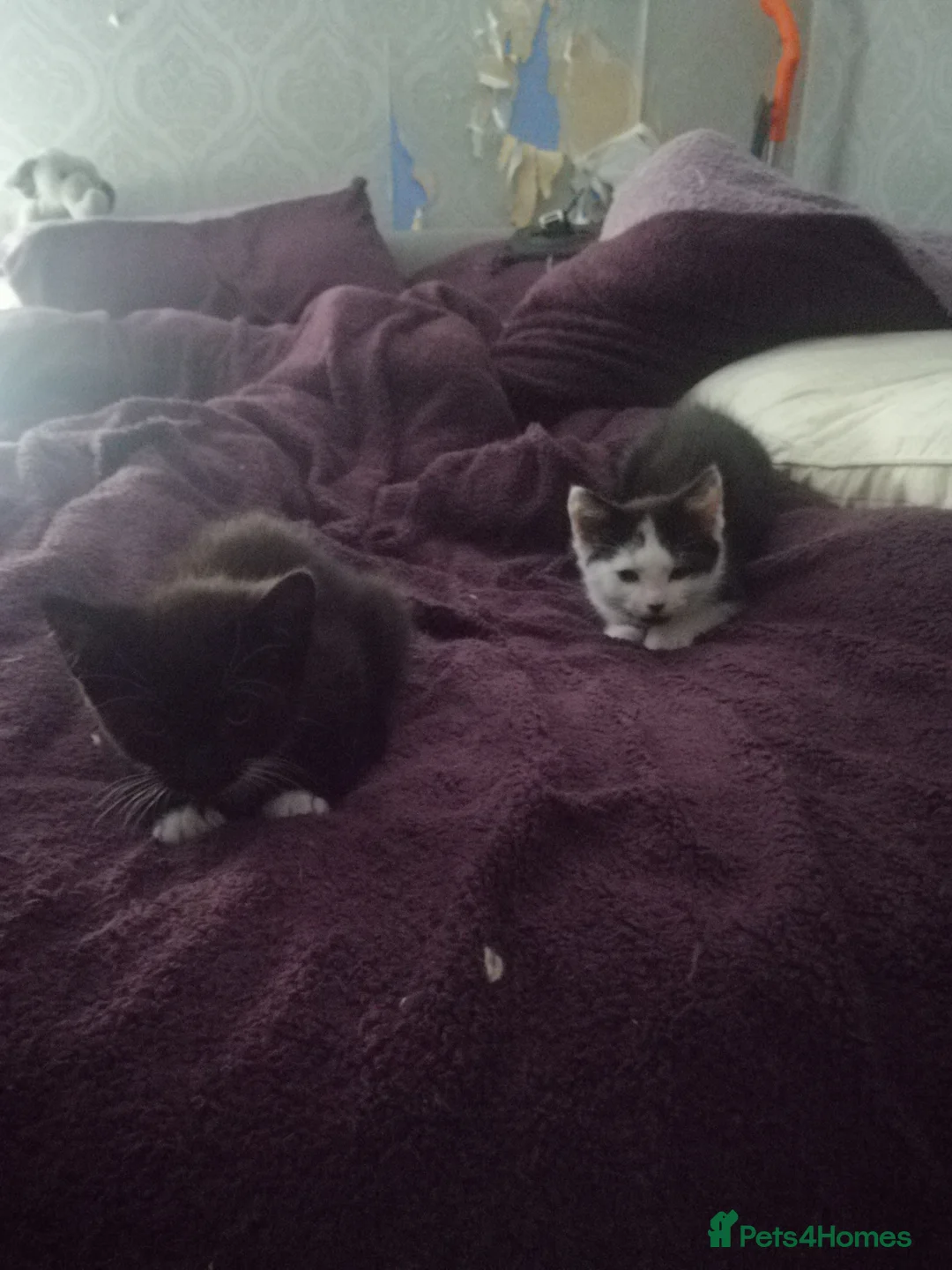 Mixed Breed cats for sale: 5 Beautiful kittens  - Advert 2