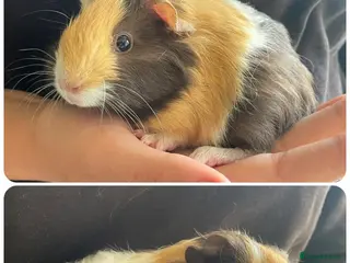 Guinea Pig rodents Baby boar guinea pigs - Advert 1