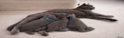 British Shorthair cats for sale: British Shorthair Kittens Looking for Loving Home - Advert 8
