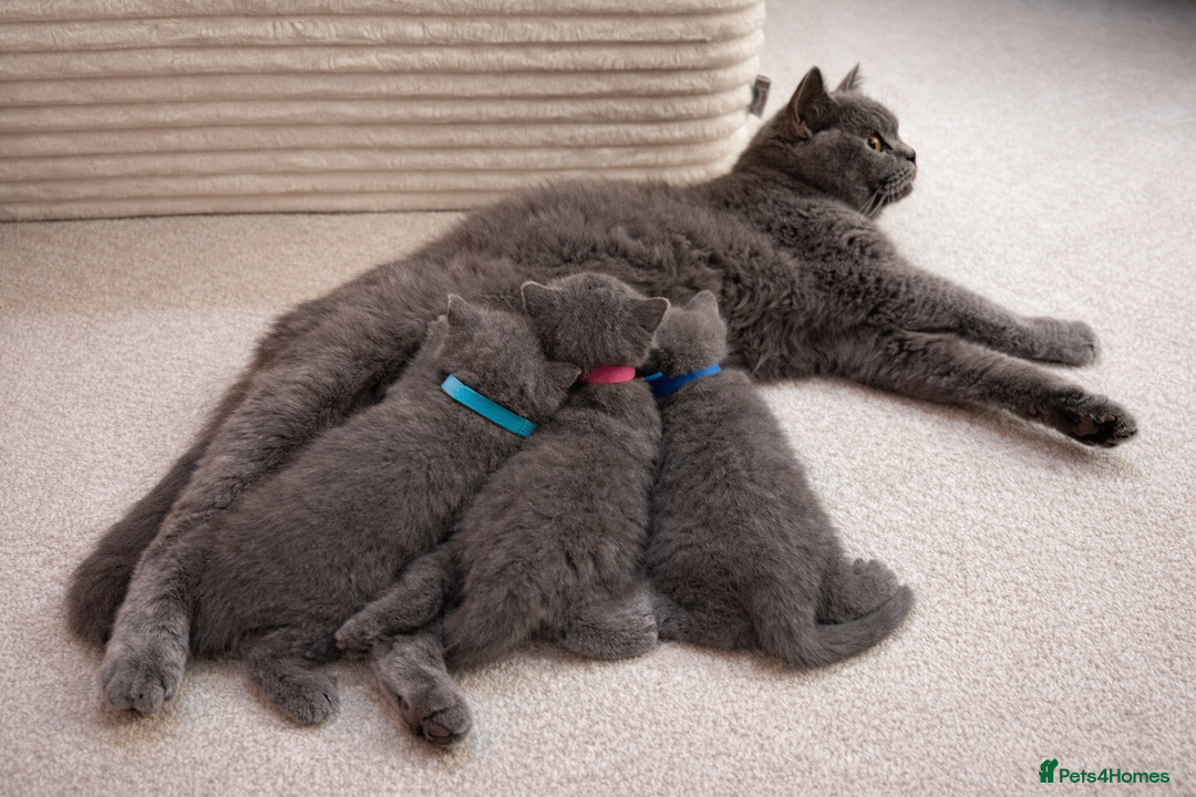 British Shorthair cats for sale: British Shorthair Kittens Looking for Loving Home - Advert 8