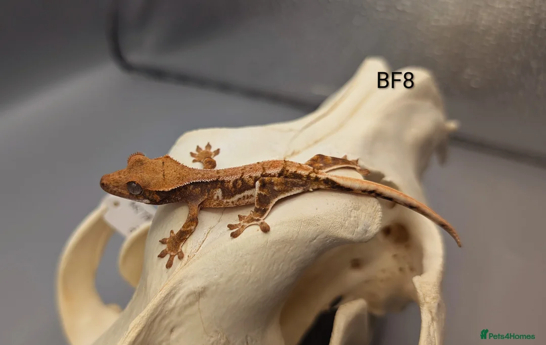 Gecko reptiles for sale: Red Tri Colour Lily White Crested Gecko CB25  - Advert 2