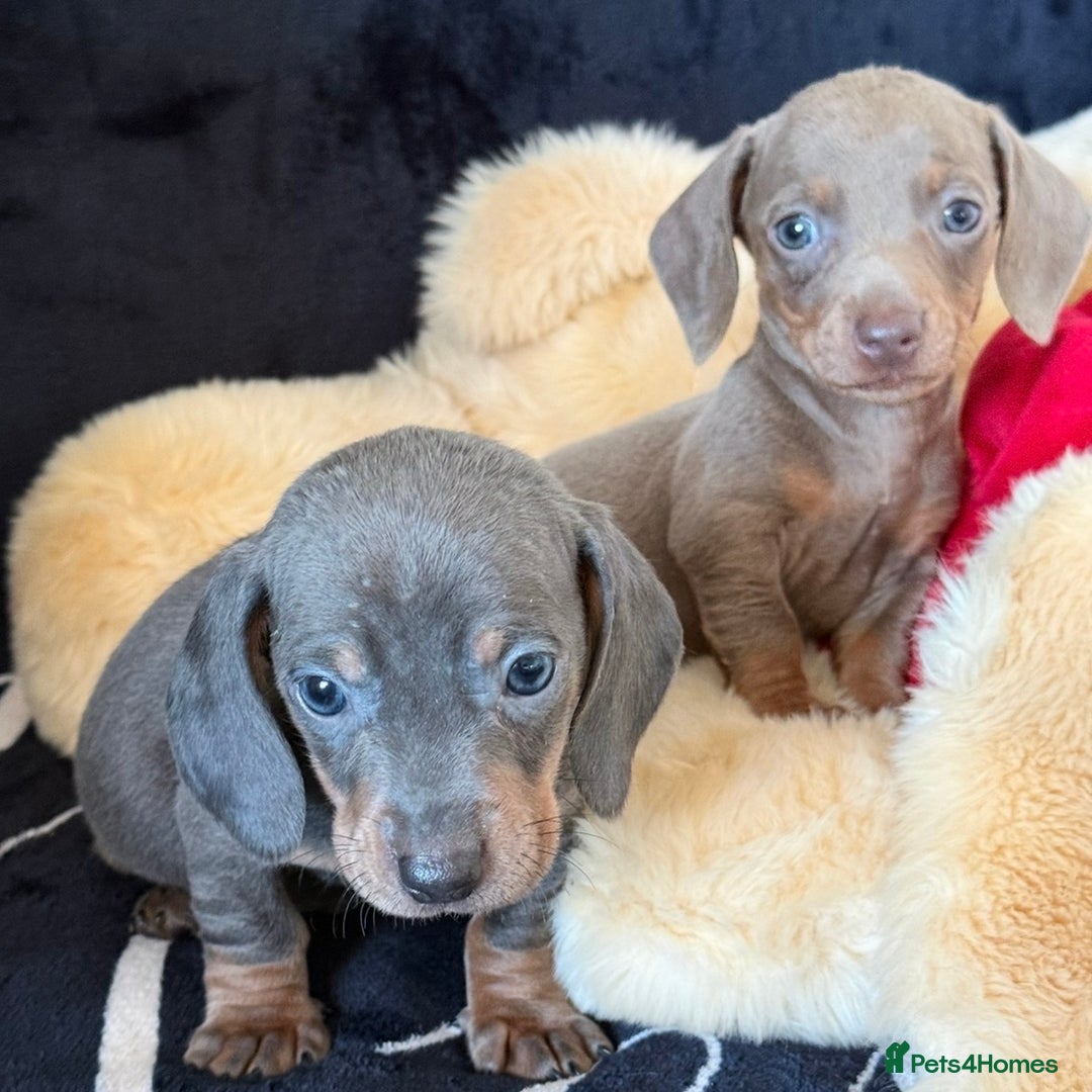 Miniature Dachshund dogs for sale: Beautiful Dachshund Puppies (Males) - Advert 7