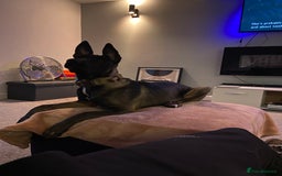 Mixed Breed dogs for sale: Staffy x Akita x ridgeback Girl  - Image 3