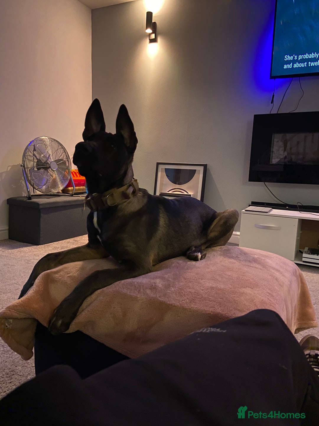 Mixed Breed dogs for sale: Staffy x Akita x ridgeback Girl  - Image 3