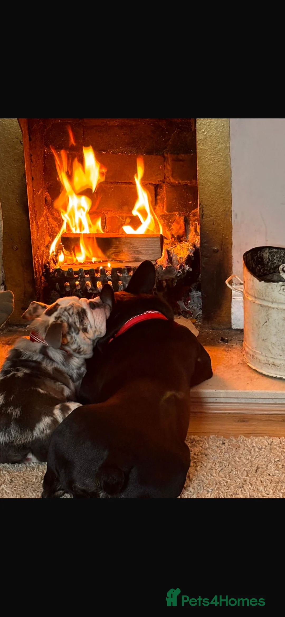 English Bulldog dogs for sale: English bulldog - Advert 4