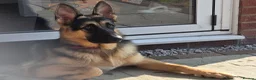 German Shepherd dogs for stud: Straight back stunning B&T Stud - Advert 14