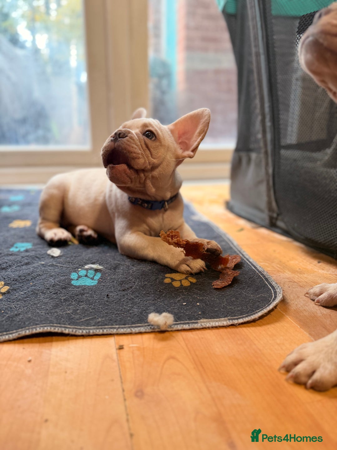 French Bulldog dogs for sale: Beautiful French Bulldog Puppies - Advert 11