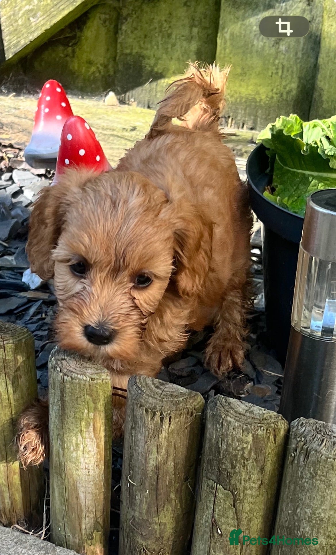 Cavapoo dogs Cavapoo boy pup  - Advert 8