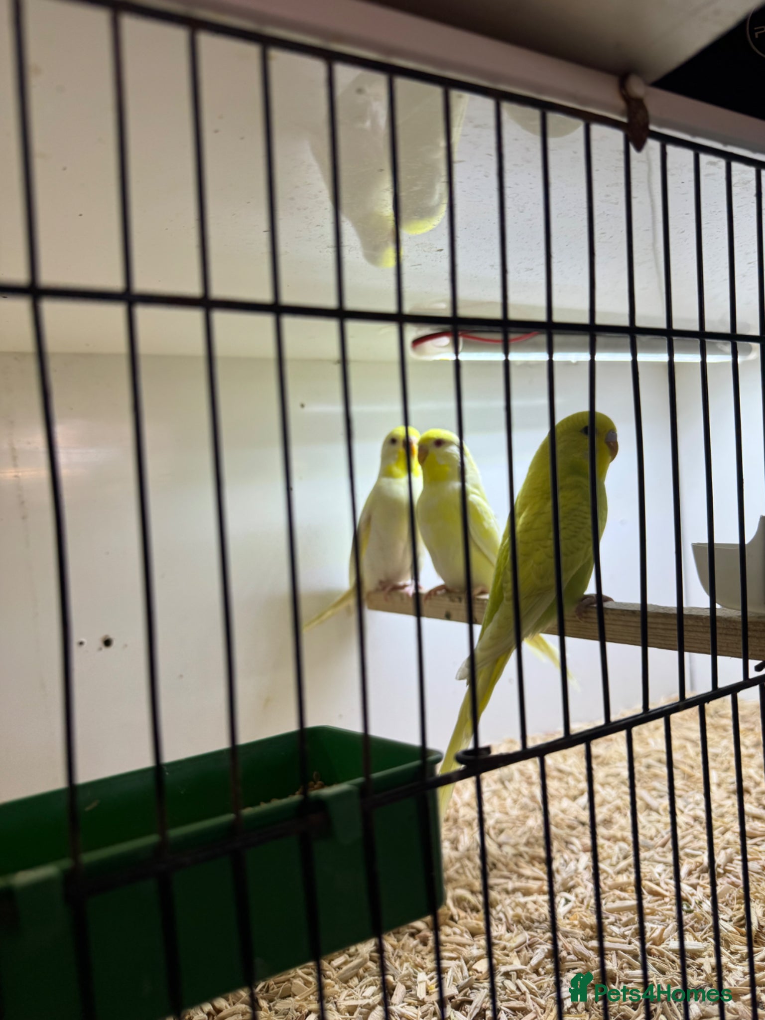 Budgerigars birds Young budgies for sale  - Advert 9