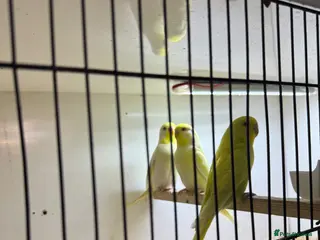 Budgerigars birds Young budgies for sale - Advert 9