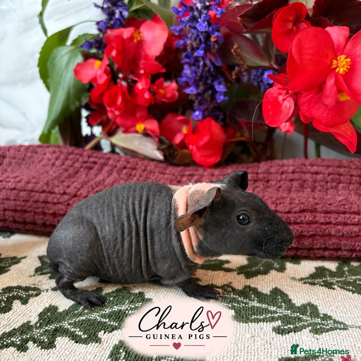 Guinea Pig rodents Skinny Pigs for sale 🦛 - Advert 1