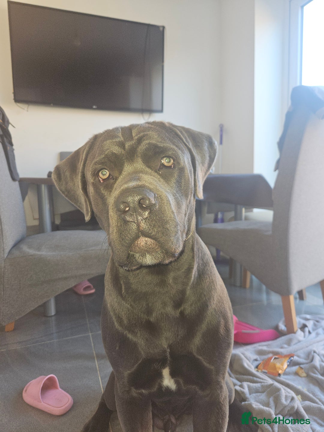 Cane Corso dogs for sale: 9 month old Cane corso  - Image 2