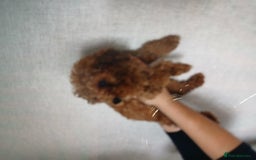 Cockapoo dogs for sale: My small cockpapoo - Image 11