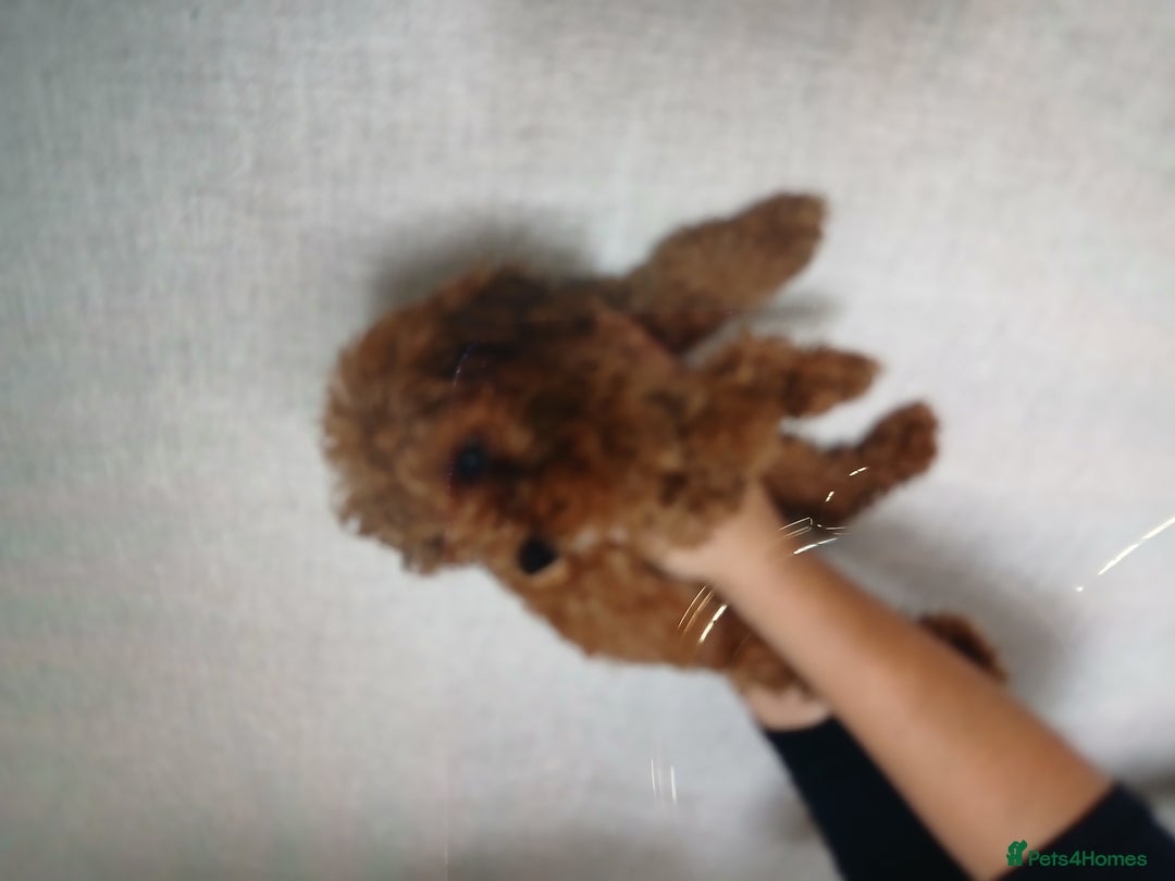 Cockapoo dogs for sale: My small cockpapoo - Image 11