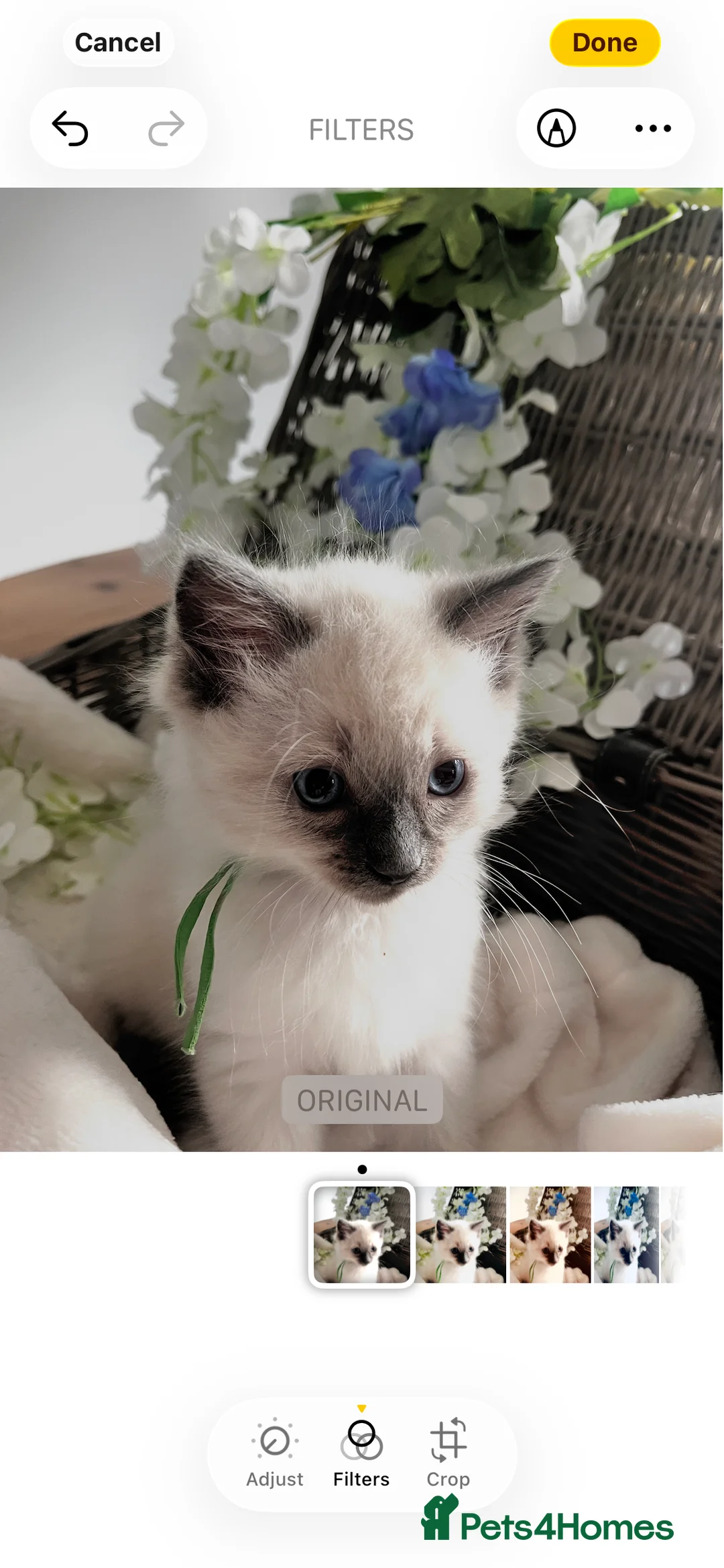 Ragdoll cats for sale: Adorable Ragdoll kittens - Advert 2