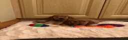 Cocker Spaniel dogs for sale: STUNNING SHOW TYPE COCKER SPANIELS in Oldham - Advert 2
