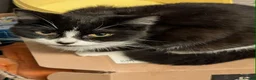 Mixed Breed cats for sale: £20 adult cats need new loving home!  - Advert 4