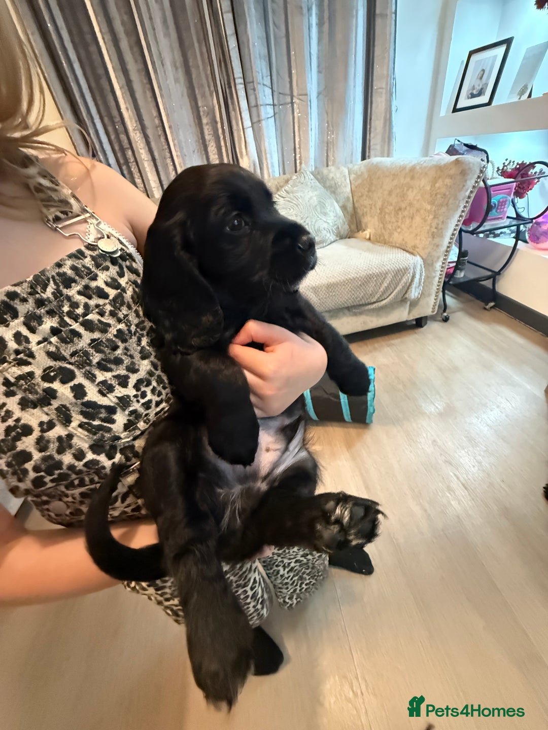 Cocker Spaniel dogs for sale: Cocker spaniel (working) - Advert 8