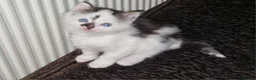 Mixed Breed cats for sale: Playful Cute fluffy kitten ready to leave - Advert 2