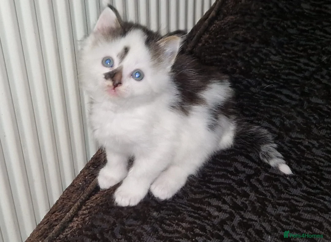 Mixed Breed cats for sale: Playful Cute fluffy kitten ready to leave - Advert 2