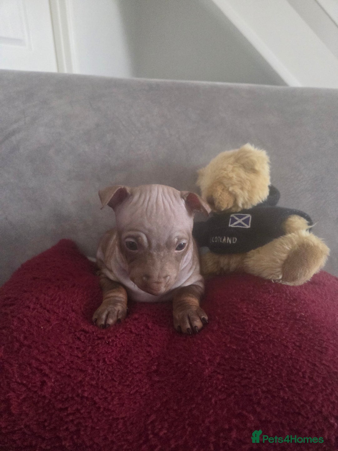 Mexican Hairless dogs for sale: American hairless terrier - Advert 18