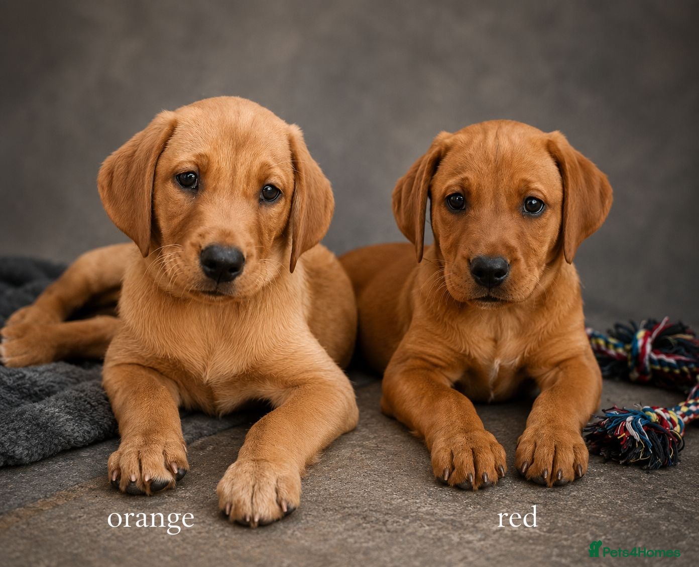 Labrador Retriever dogs 2 Fox Red girl puppies left.Available now 🥰 - Advert 1