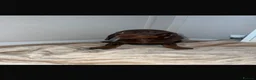 Miniature Dachshund dogs for sale: Miniature dachshund  in Stourport-on-Severn - Advert 9