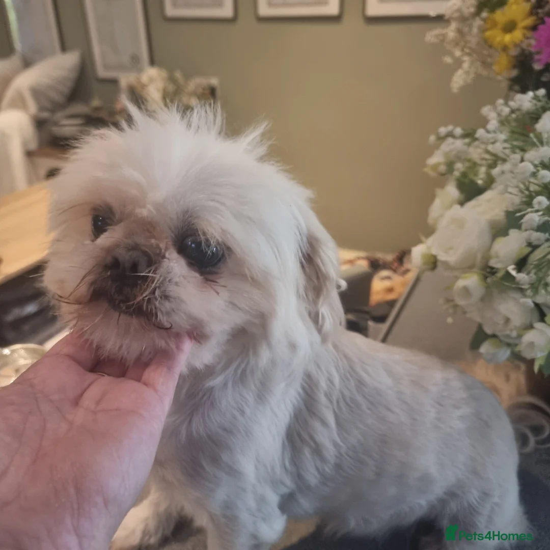Shih Tzu dogs for sale: Stunning retire imperial cream/white boy - Advert 2