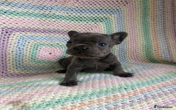 French Bulldog dogs for sale: 6 beautiful French bulldog puppies.  - Image 7