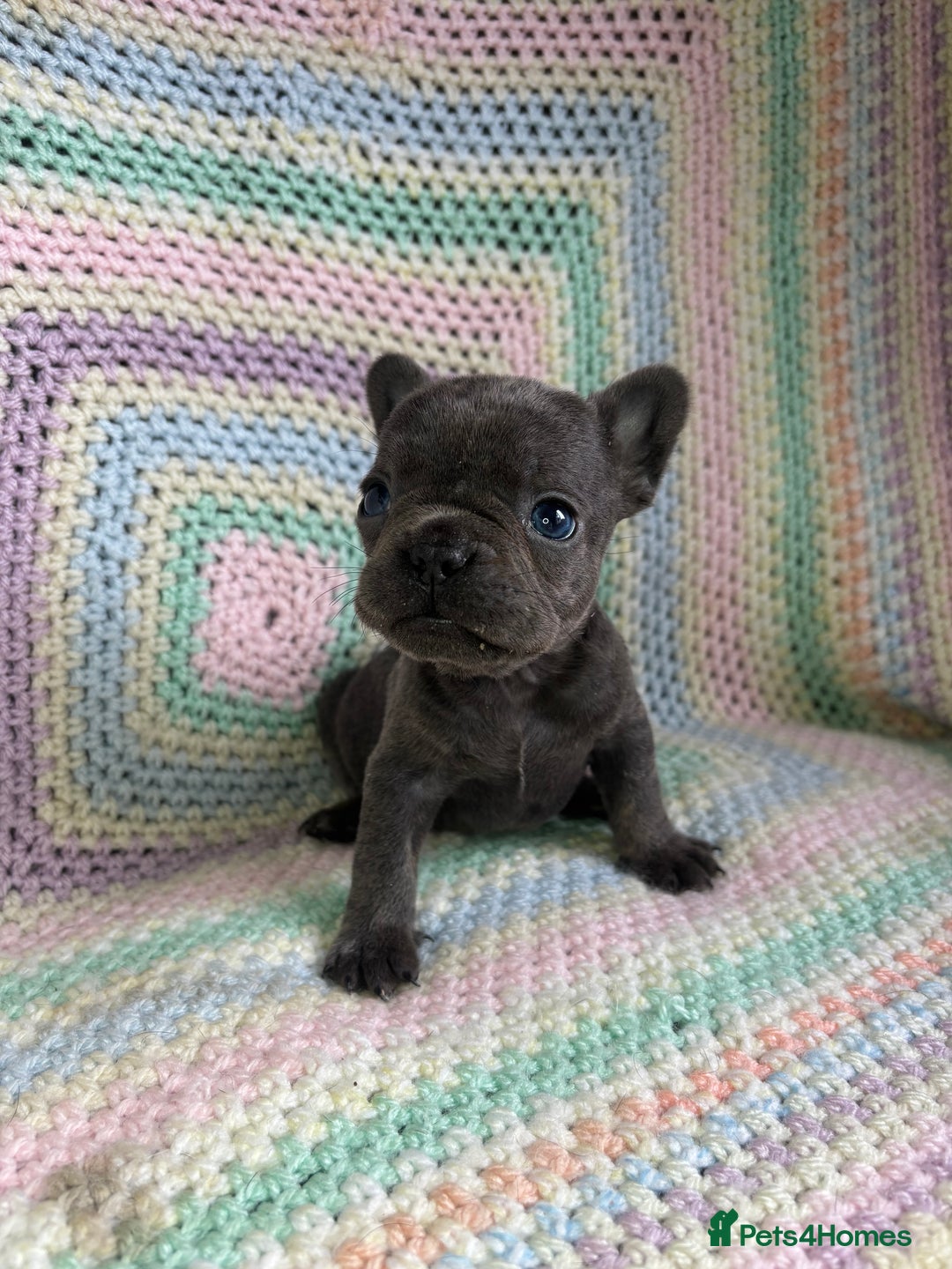 French Bulldog dogs for sale: 6 beautiful French bulldog puppies.  - Image 7