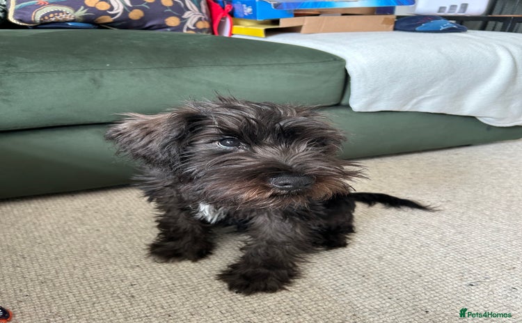 Miniature Schnauzer dogs - Advert 5