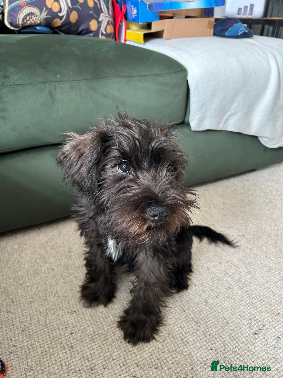 Miniature Schnauzer dogs for sale: Lovely KC Mini Schnauzer 4 months Fully Vaccinated - Image 1