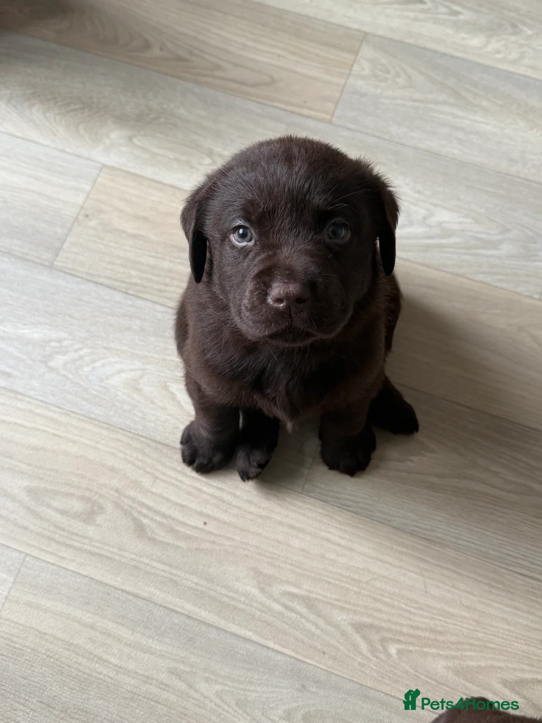 Labrador Retriever dogs for sale: KC Labrador for sale  - Advert 3