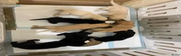 Labrador Retriever dogs for sale: Labrador Puppies  - Advert 20