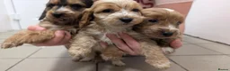 Cockapoo dogs for sale: Adorable Cockapoos  in Macclesfield - Advert 7