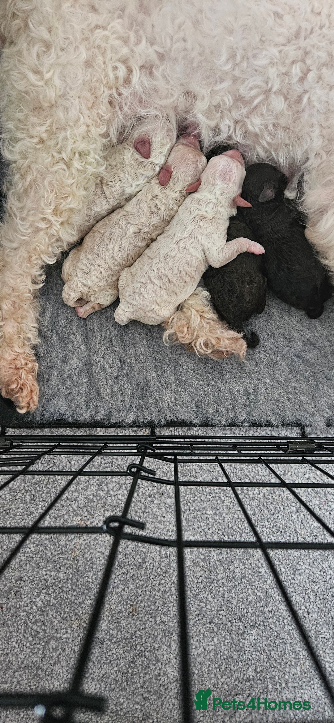 Toy Poodle dogs for sale: Beautiful Toy Poodles - Advert 16