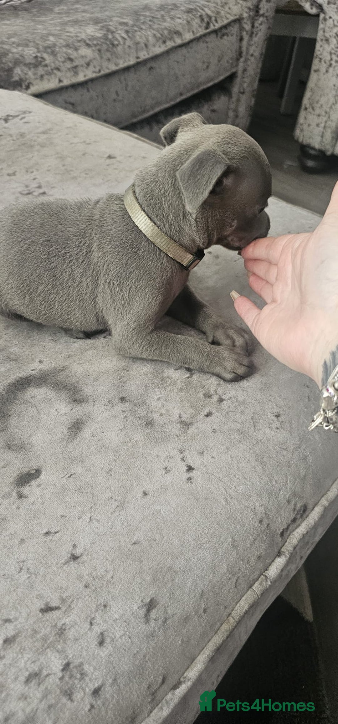 Staffordshire Bull Terrier dogs for sale: Staffordshire Bull Terrier Puppies for Sale - Image 15