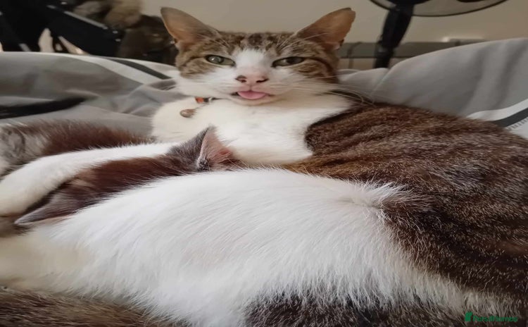 Mixed Breed cats 2 beautiful kittens 1 male 1 female - Advert 16