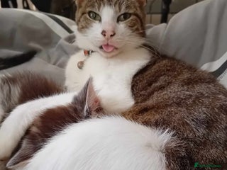 Mixed Breed cats 1 beautiful female - Advert 9