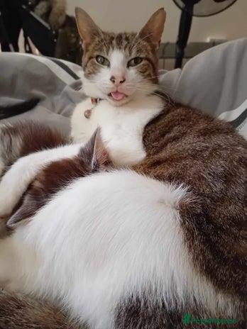 Mixed Breed cats 2 beautiful kittens 1 male 1 female - Advert 16