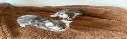 Bengal cats for sale: Rare Silver Grey Marbled Bengal TICA Kittens  - Advert 9